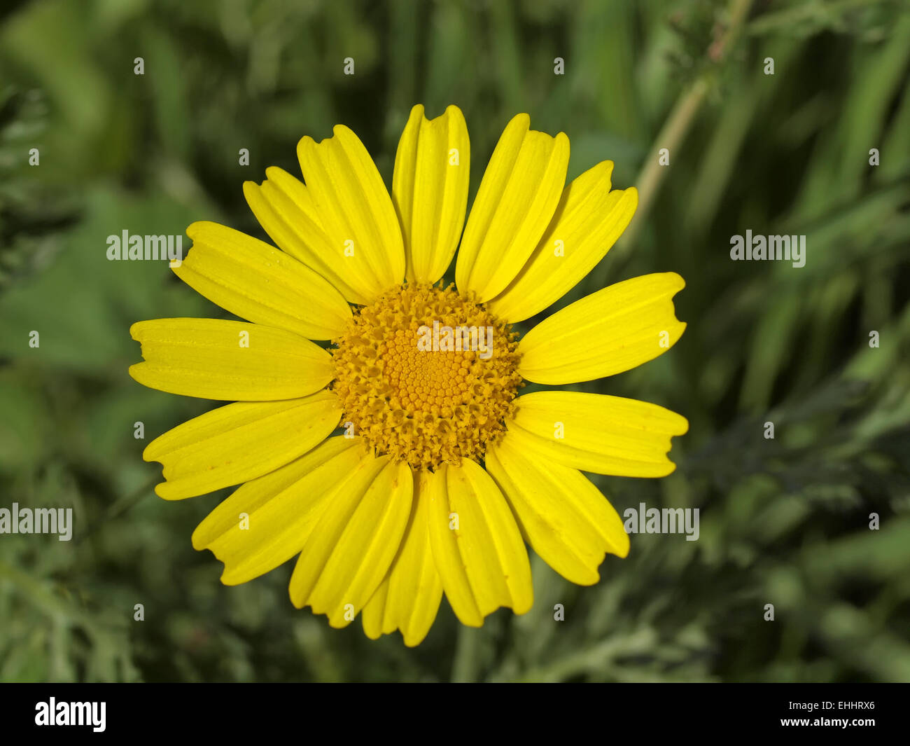 Chrysanthemum coronarium, Edible Chrysanthemum Stock Photo Alamy