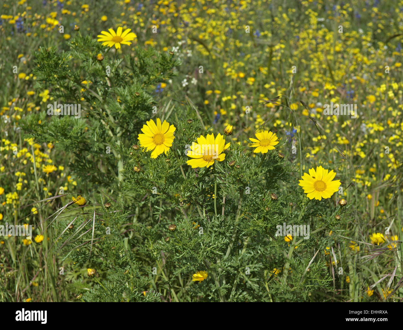 Chrysanthemum coronarium, Garland Chrysanthemum Stock Photo Alamy