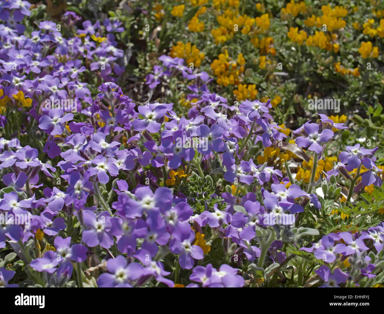 Matthiola tricuspidata, Three-horned Stock Stock Photo