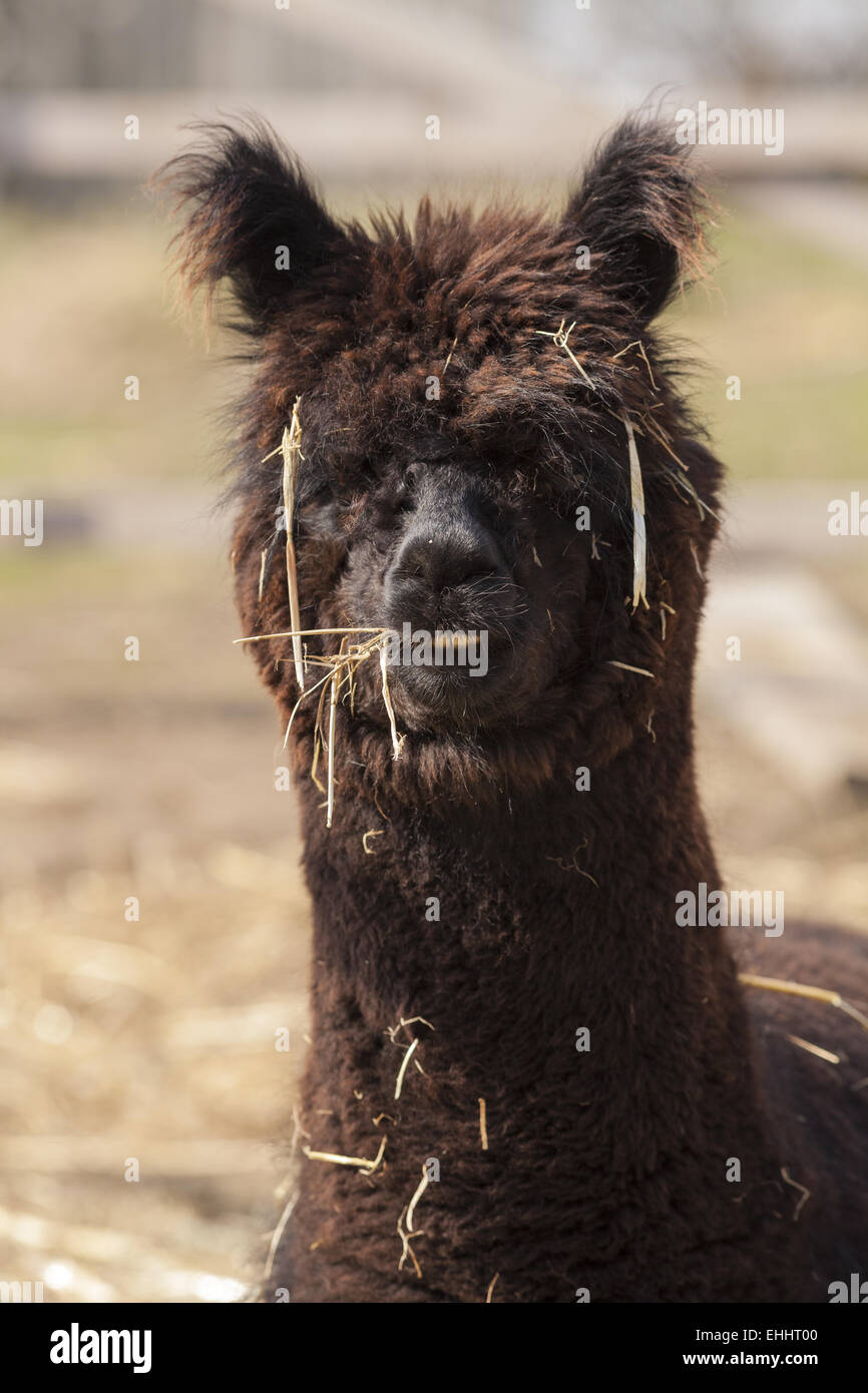 Alpaca (Vicugna pacos) Stock Photo