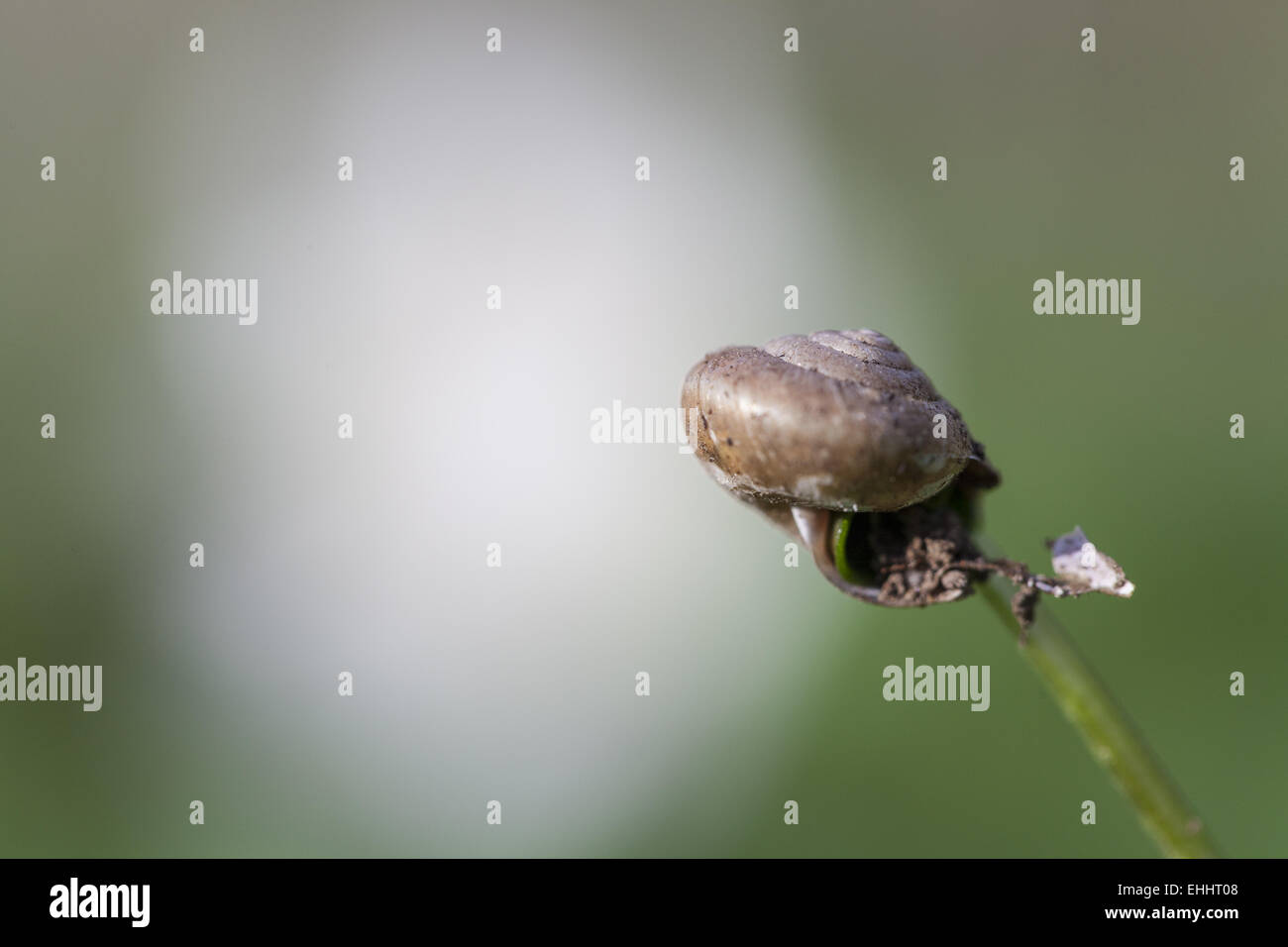 Shell before wood anemone Stock Photo - Alamy