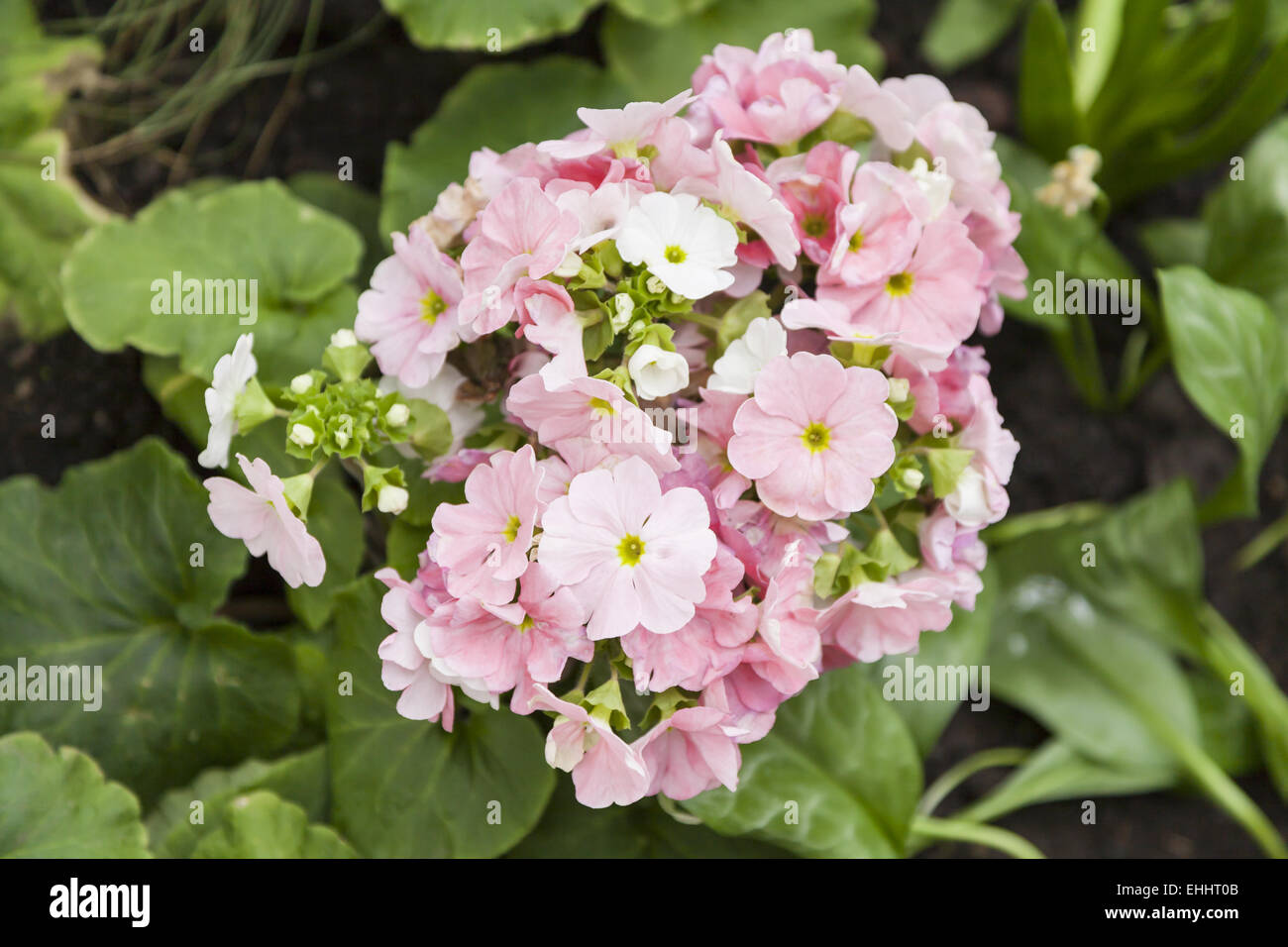 Japanese Primrose (Primula japonica) Stock Photo