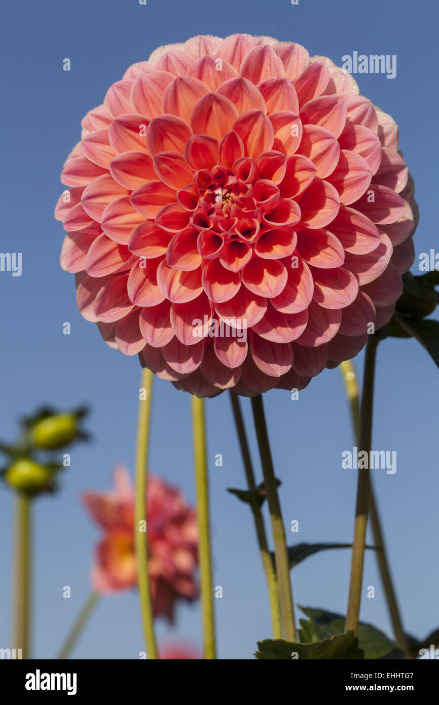 Dahlia dahl hi-res stock photography and images - Alamy