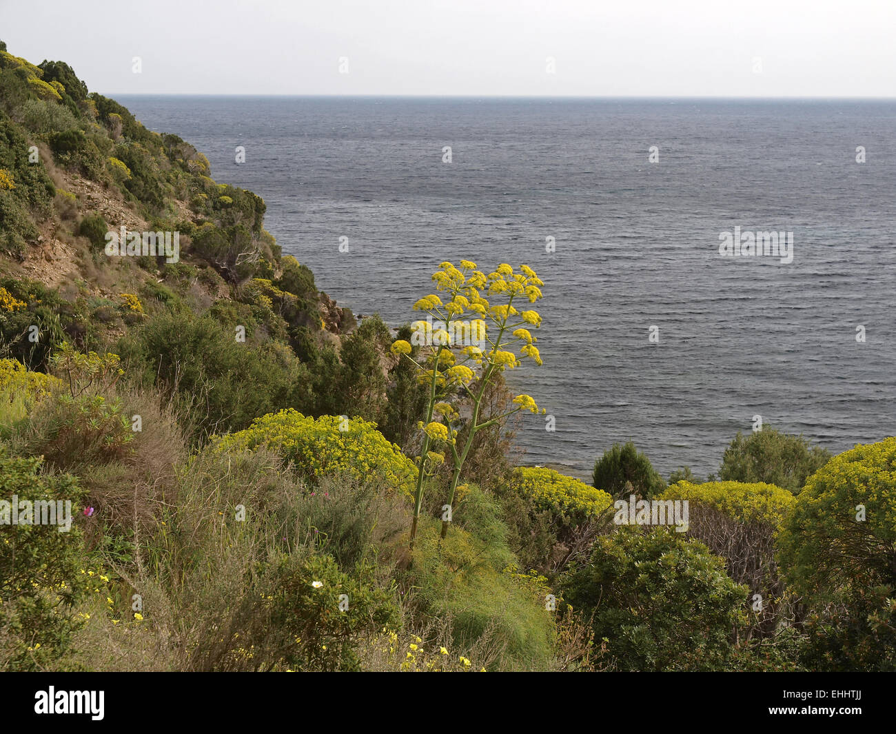 Ferula communis, Giant fennel Stock Photo Alamy