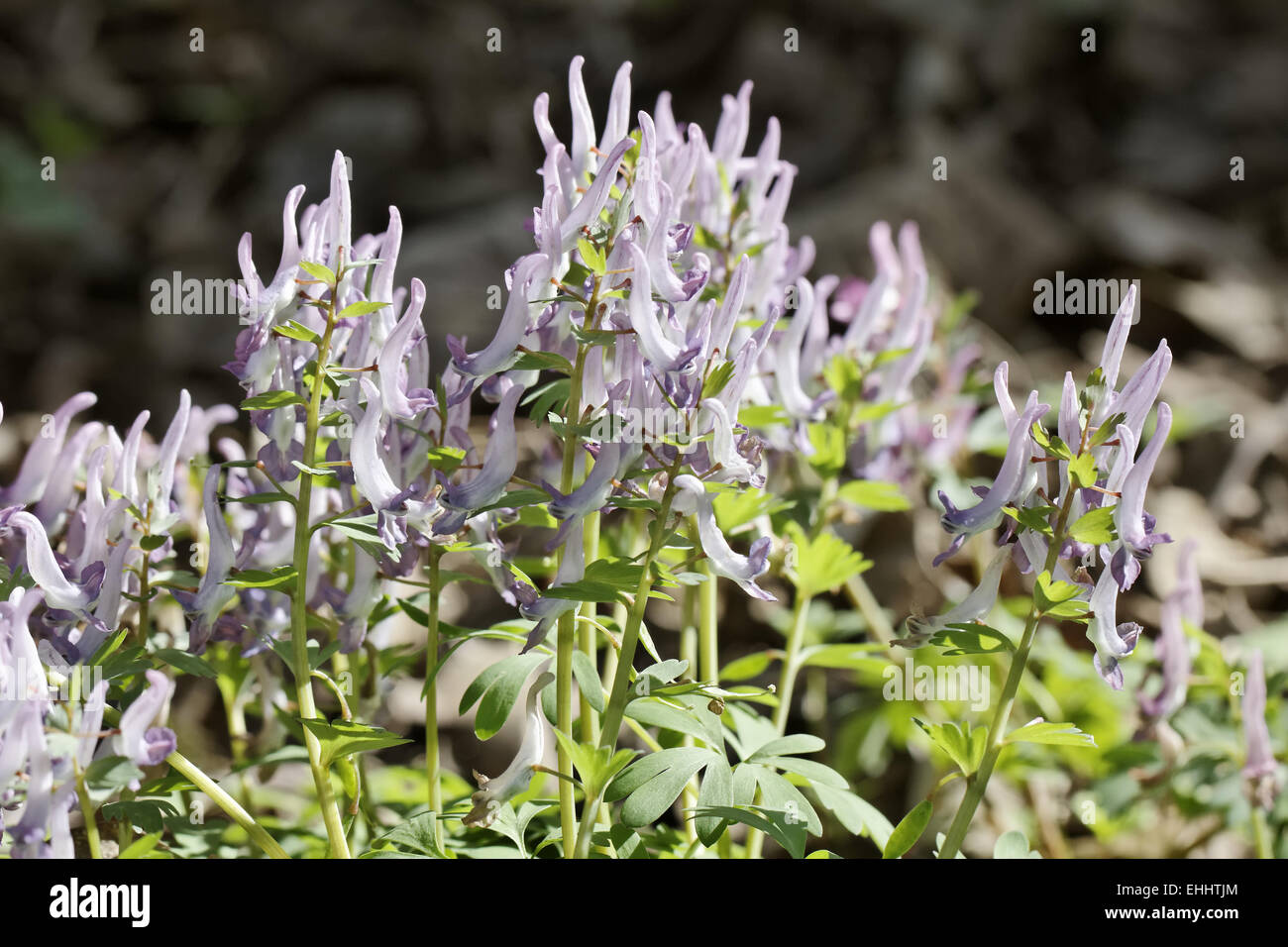 Corydalis solida, Fumewort, Spring fumewort Stock Photo