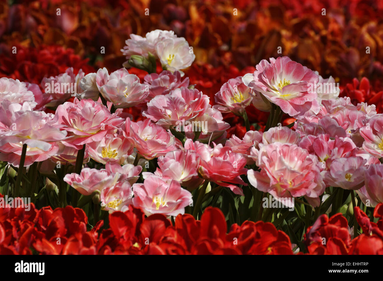 Tulip Angelique, Double late tulip Stock Photo