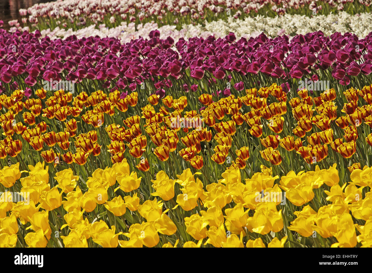 Triumph tulip Helmar (in the middle) Stock Photo