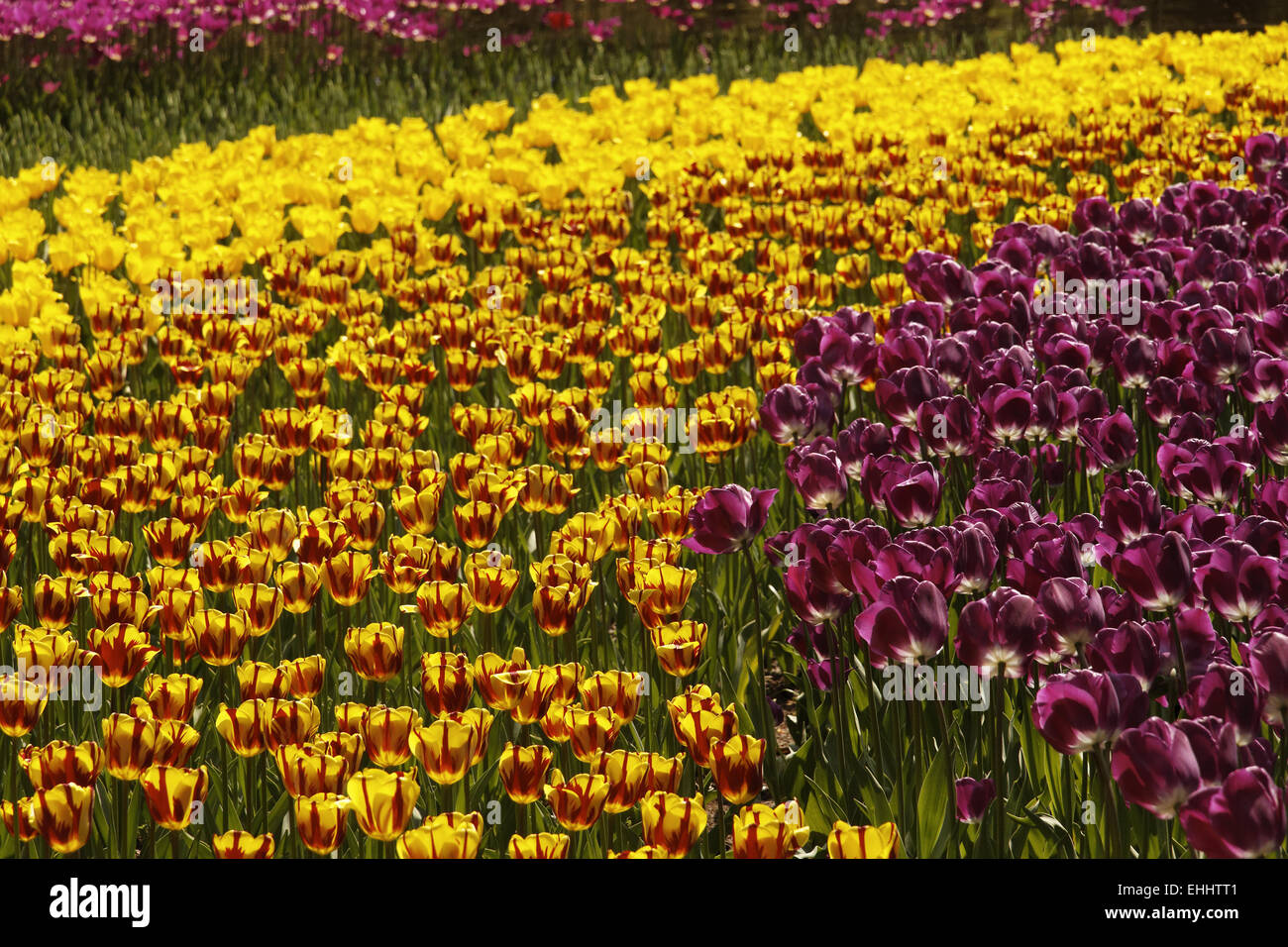 Triumph tulip Helmar (on the right side) Stock Photo