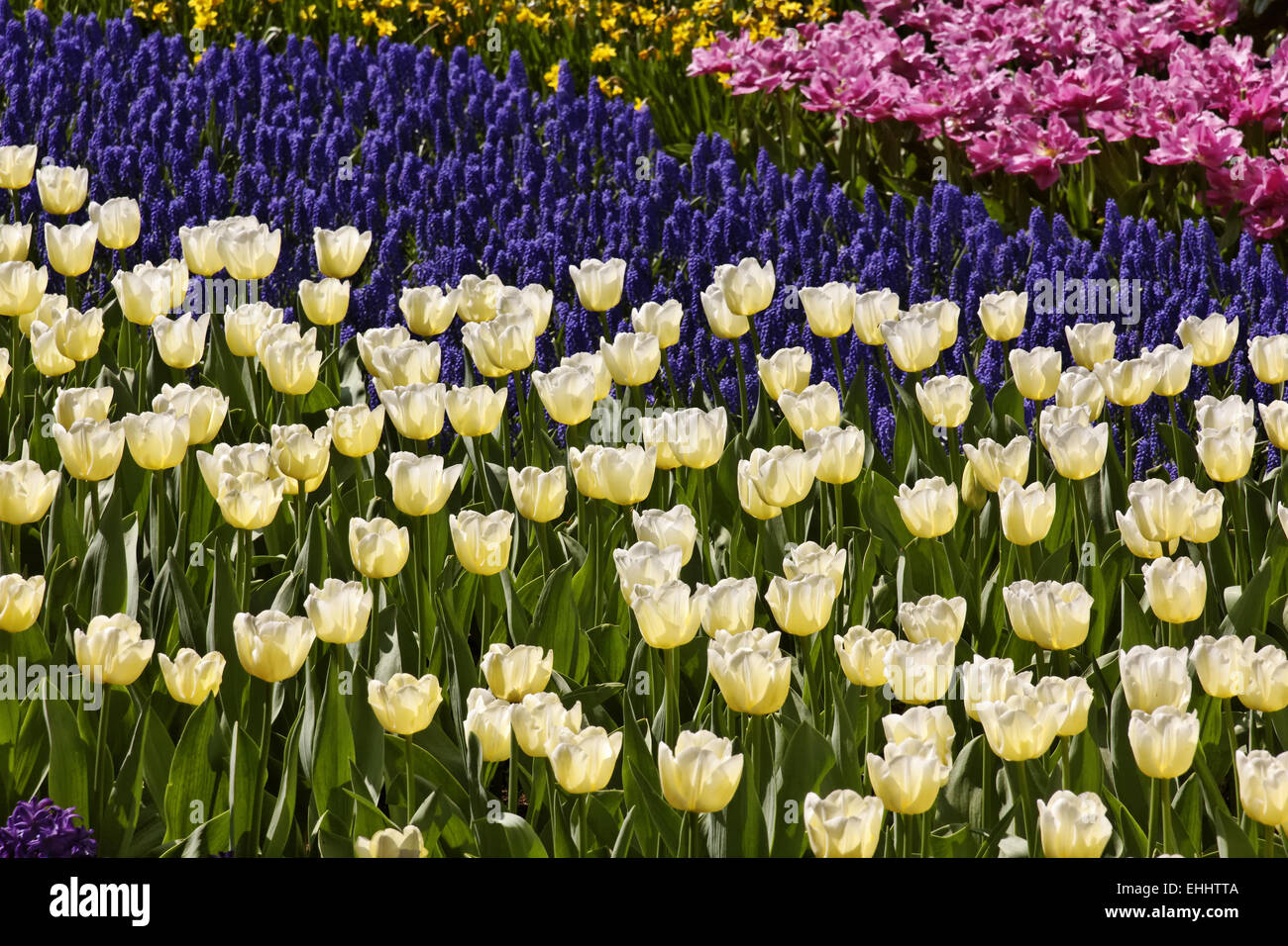 Tulip Cheers, Triumph tulip Stock Photo