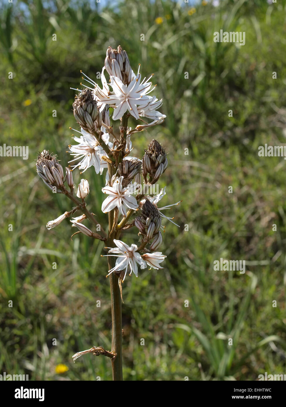 Asphodelus ramosus, Common asphodel Stock Photo