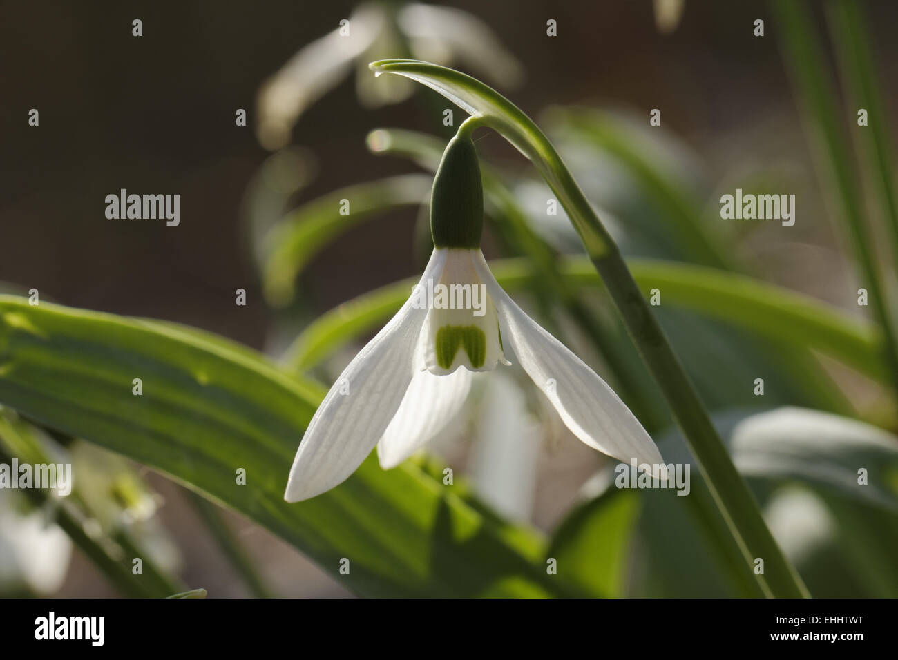 Galanthus alpinum, Caucasian snowdrop Stock Photo
