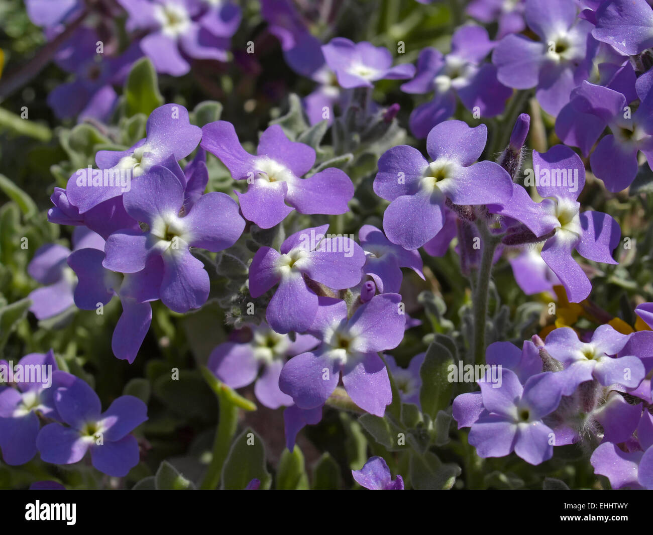 Matthiola tricuspidata, Three-horned Stock Stock Photo