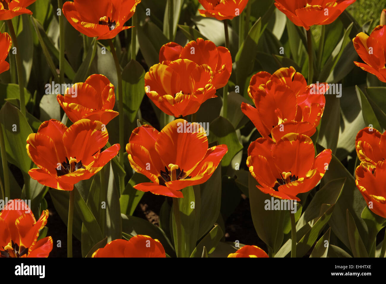 Tulip Banja Luka, Darwin hybrid tulip Stock Photo