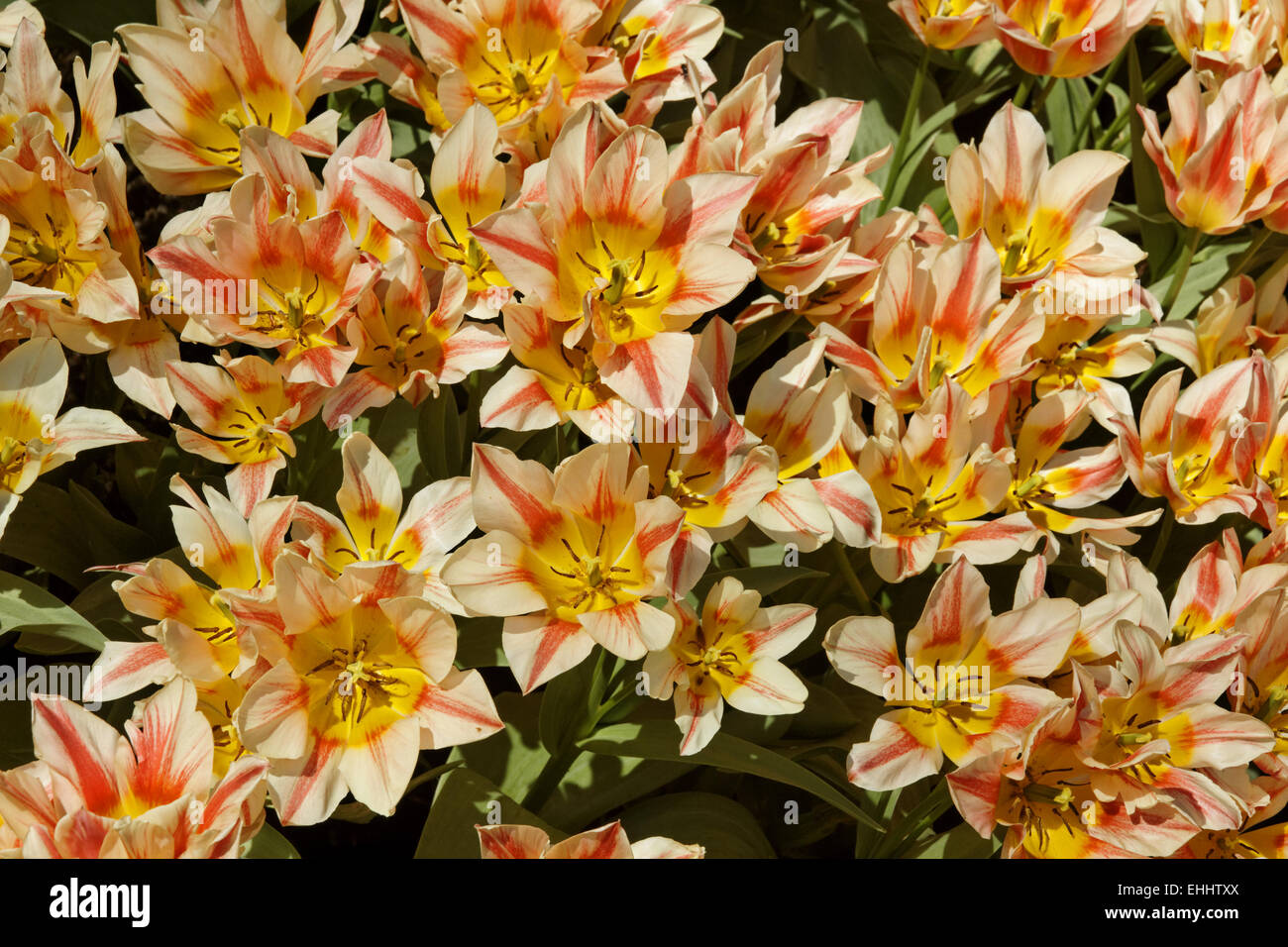 Tulip Quebec, Greigii tulip Stock Photo Alamy