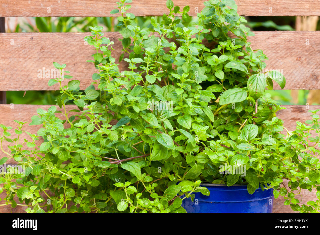 Golden oregano plant pot hires stock photography and images Alamy