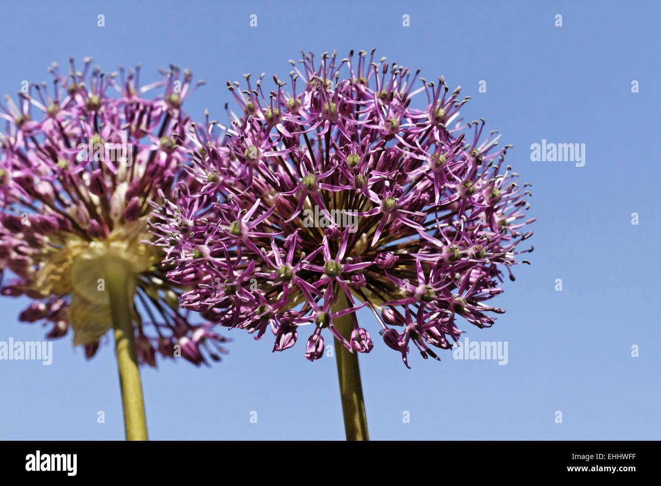 TÌNH YÊU CÂY CỎ ĐV 9 - Page 21 Allium-rubens-red-leek-EHHWFF