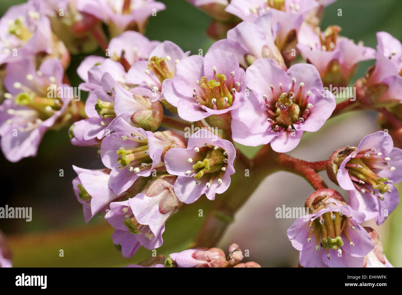 Bergenia crassifolia, Heartleaf bergenia Stock Photo