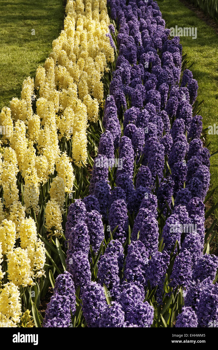 Hyacinthus orientalis, Garden hyacinths Stock Photo