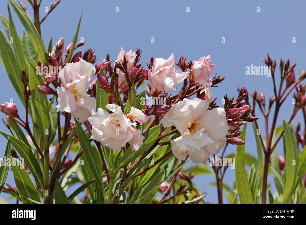 Nerium oleander, Oleander tree Stock Photo Alamy