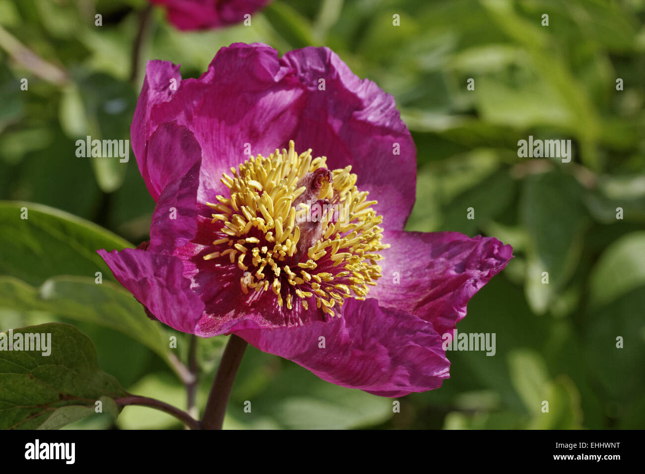 Paeonia Mascula Ssp Triternata Wild Peony Stock Photo Alamy