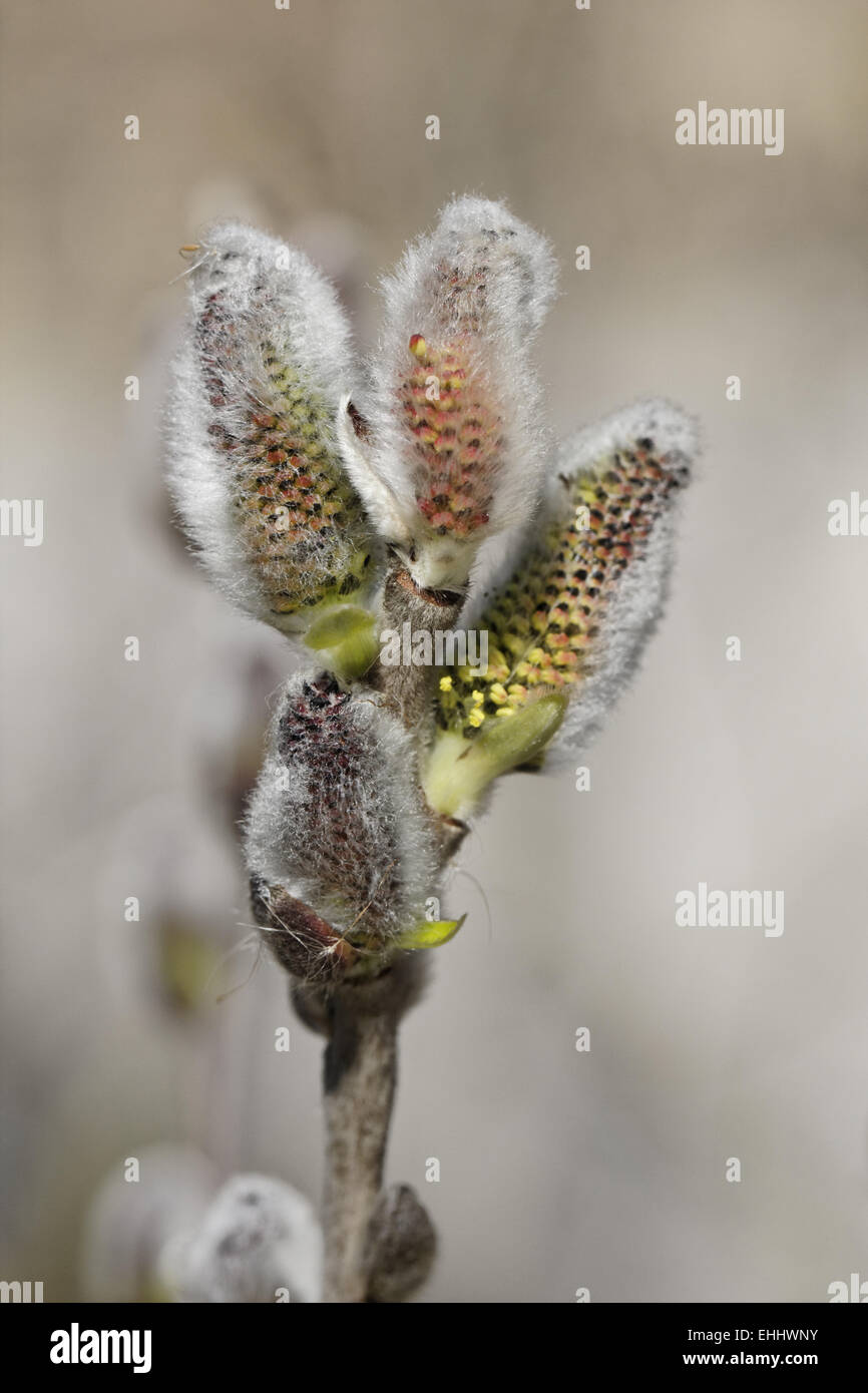 Salix hookeriana, Dune willow, Coastal willow Stock Photo