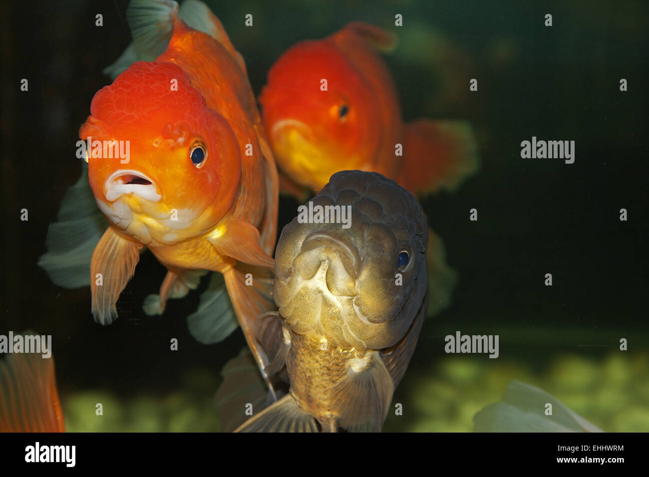 Goldfish lion head hires stock photography and images Alamy