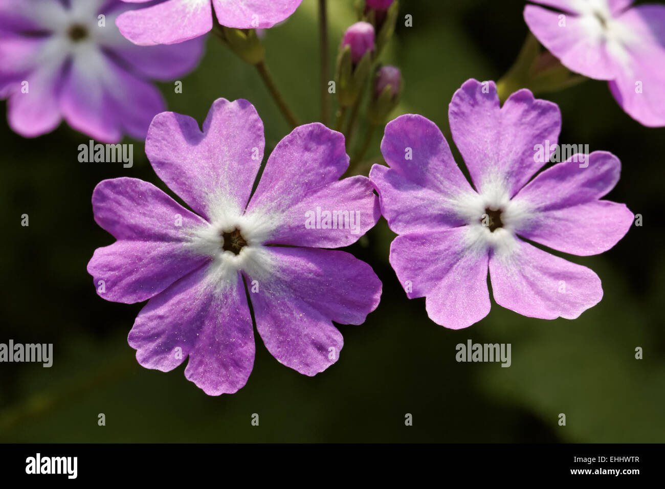 Primula sieboldii, Primrose, Japanese primrose Stock Photo