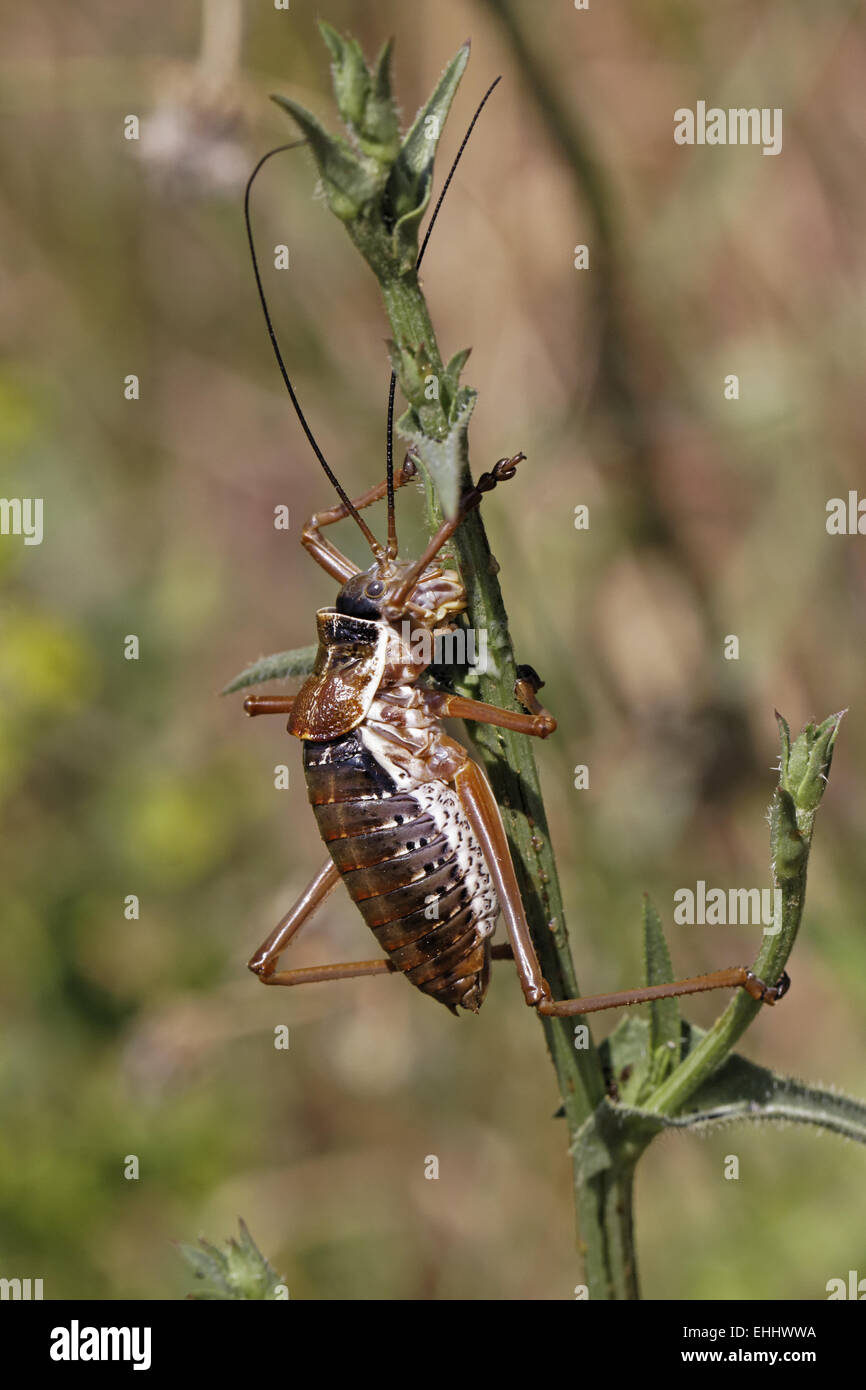 Barbitistes fischeri, Long-horned grasshopper Stock Photo
