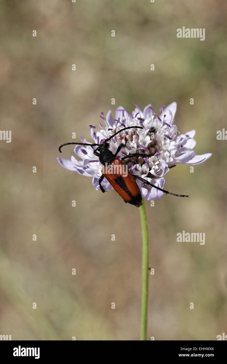 Leptura cordigera, Longhorn beetle Stock Photo