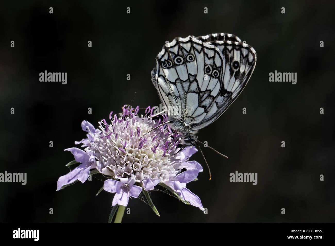 Melanargia galathea, Marbled White butterfly Stock Photo