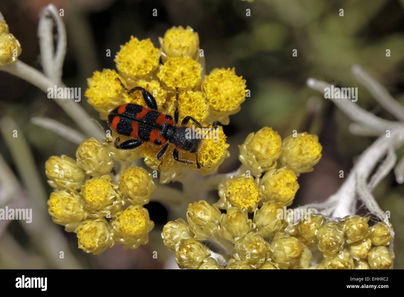 richodes apiarius, bee beetle on Helichrysum Stock Photo