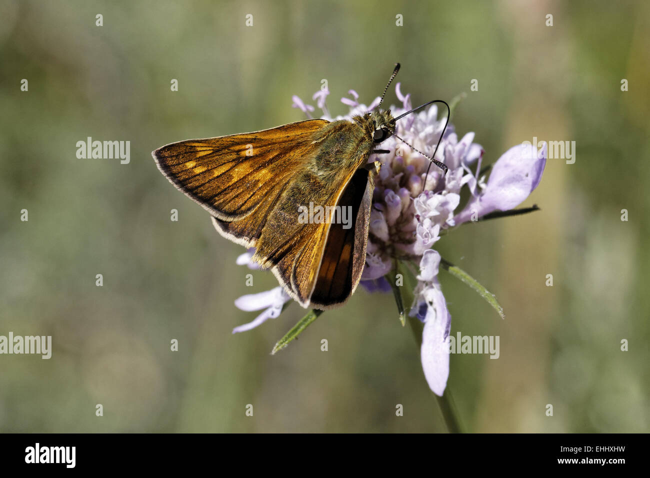 Ochlodes venatus, Large Skipper butterfly Stock Photo