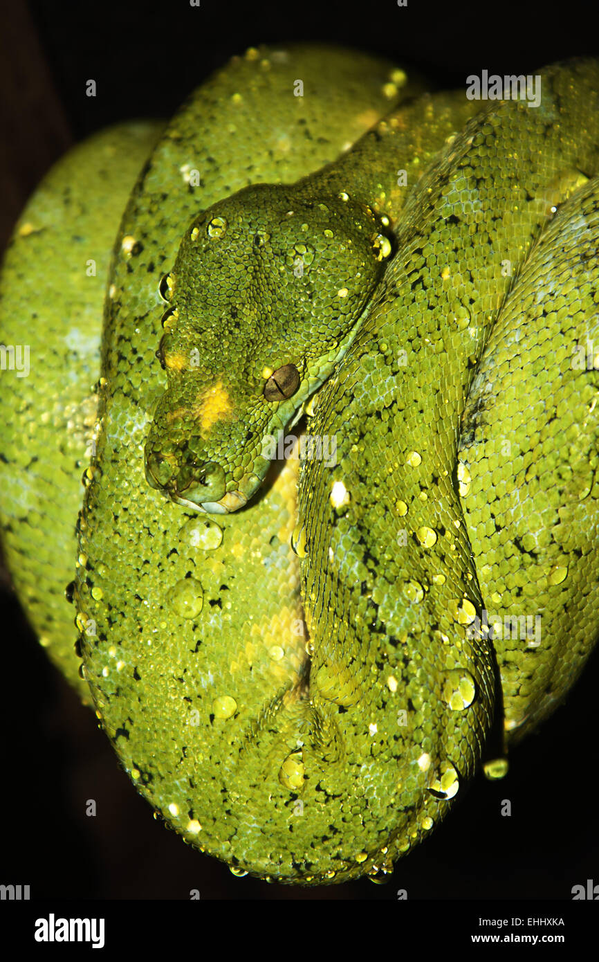 Green tree pythons young hi-res stock photography and images - Alamy