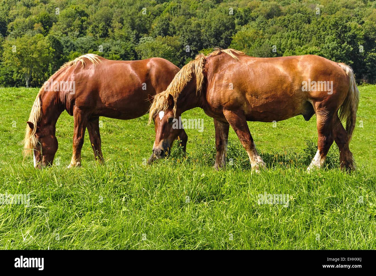 Cute horses on farm ranch hi-res stock photography and images - Alamy