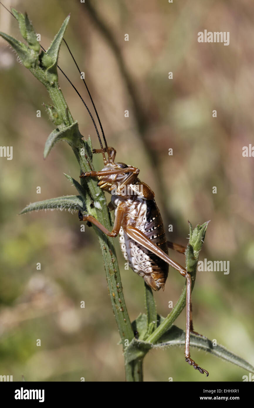Barbitistes fischeri, Long-horned grasshopper Stock Photo