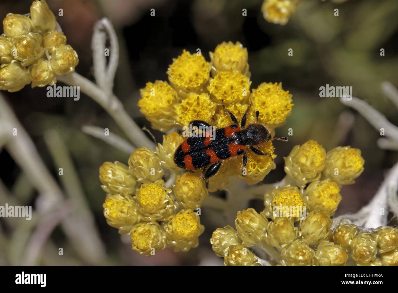 Trichodes apiarius, bee beetle on Helichrysum Stock Photo