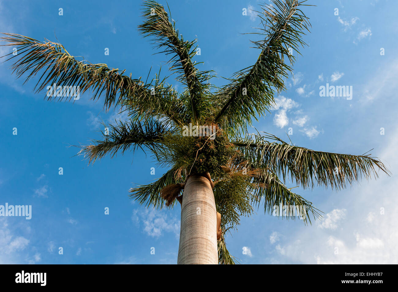 Palm trees on the tropical beach, Bavaro, Punta Cana, Stock Photo