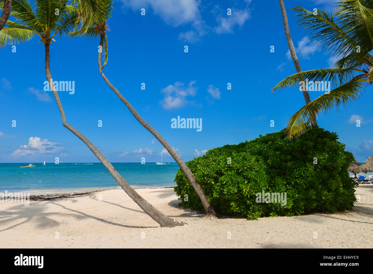 Palm trees on the tropical beach, Bavaro, Punta Cana, Dominican