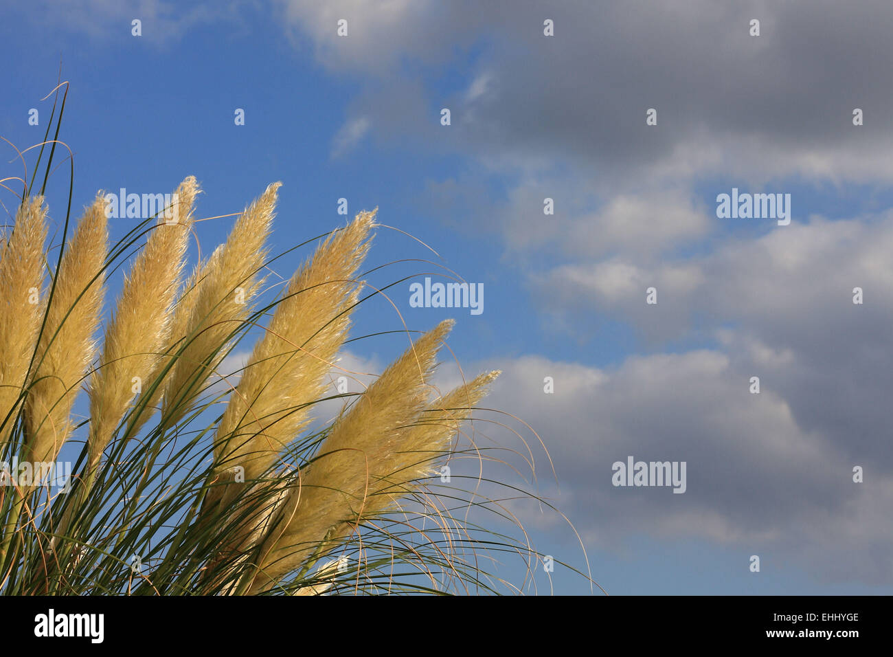 Pampas grass in sunset Stock Photo