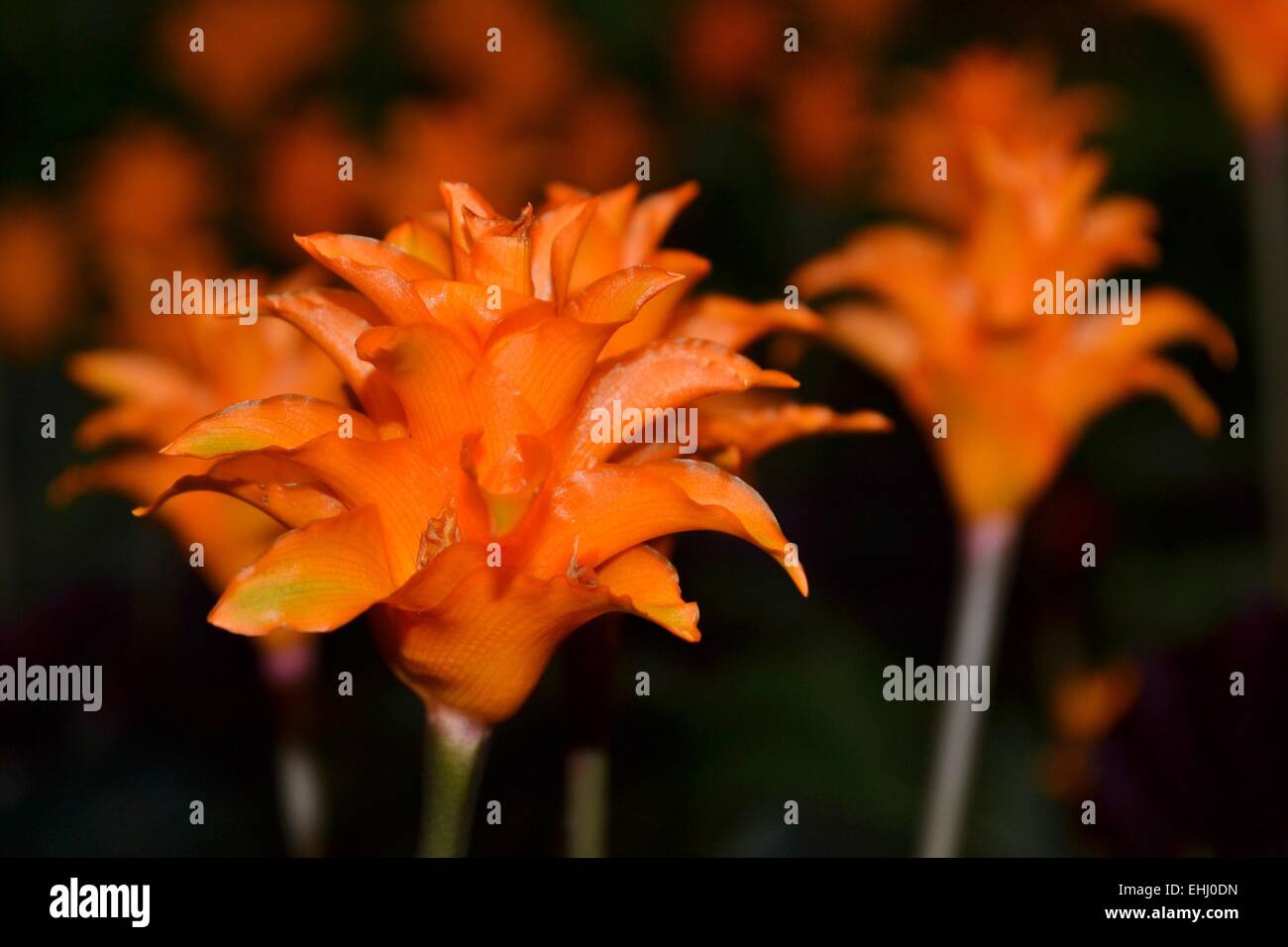 flower Calathea Stock Photo