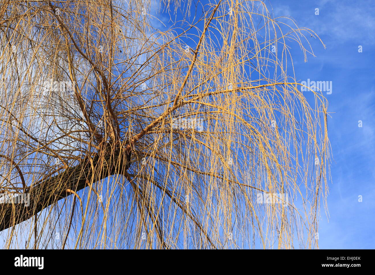 Pollard willow tree Stock Photo Alamy