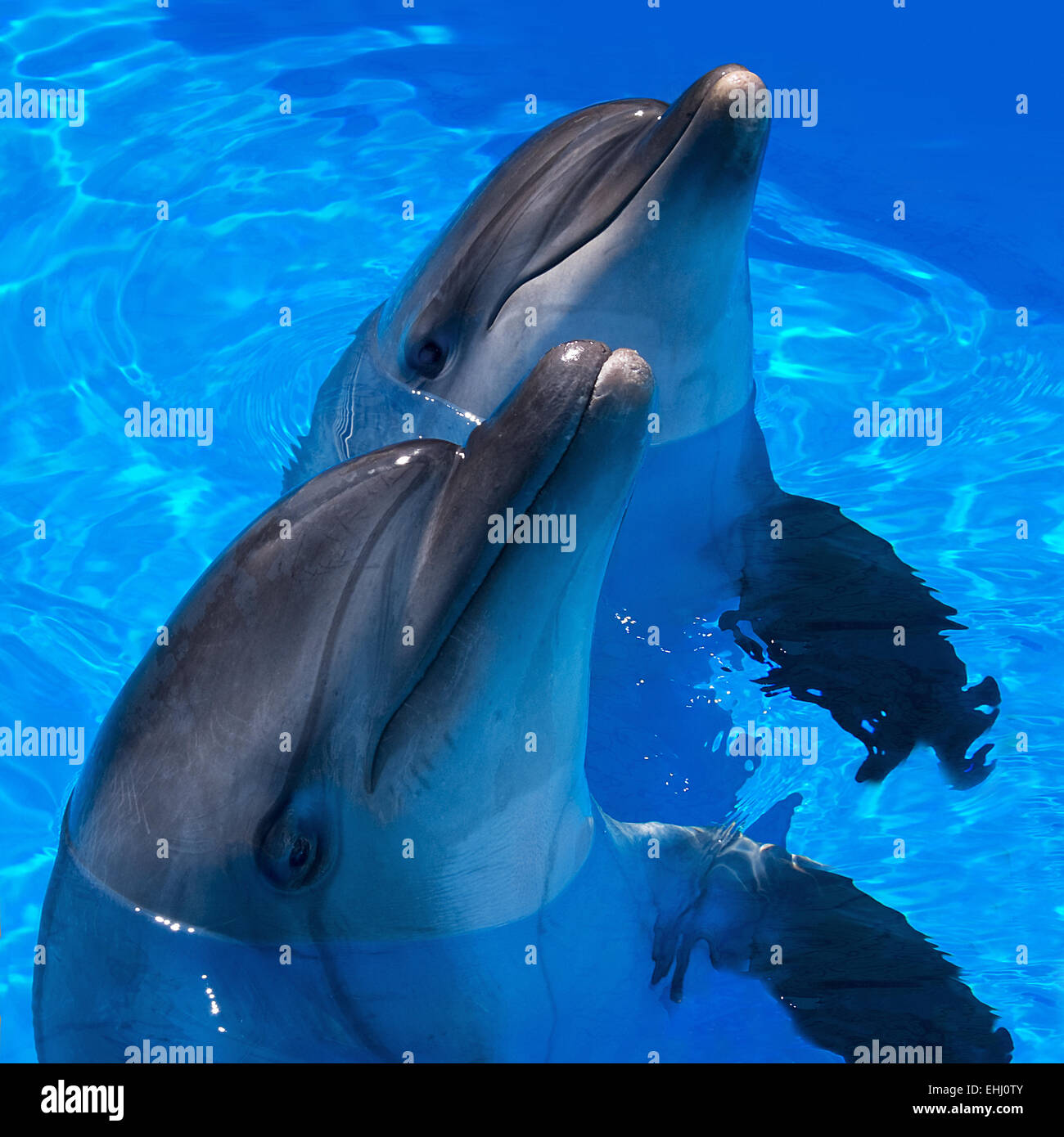 Portrait of two dolphins(Tursiops truncatus),square Stock Photo
