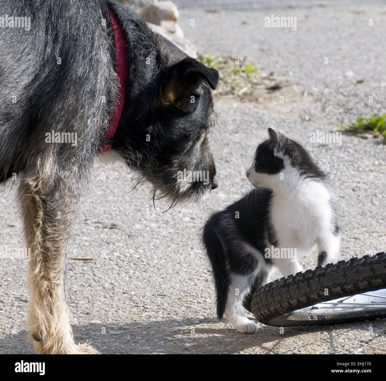 Cat and Dog will getting Friends Stock Photo