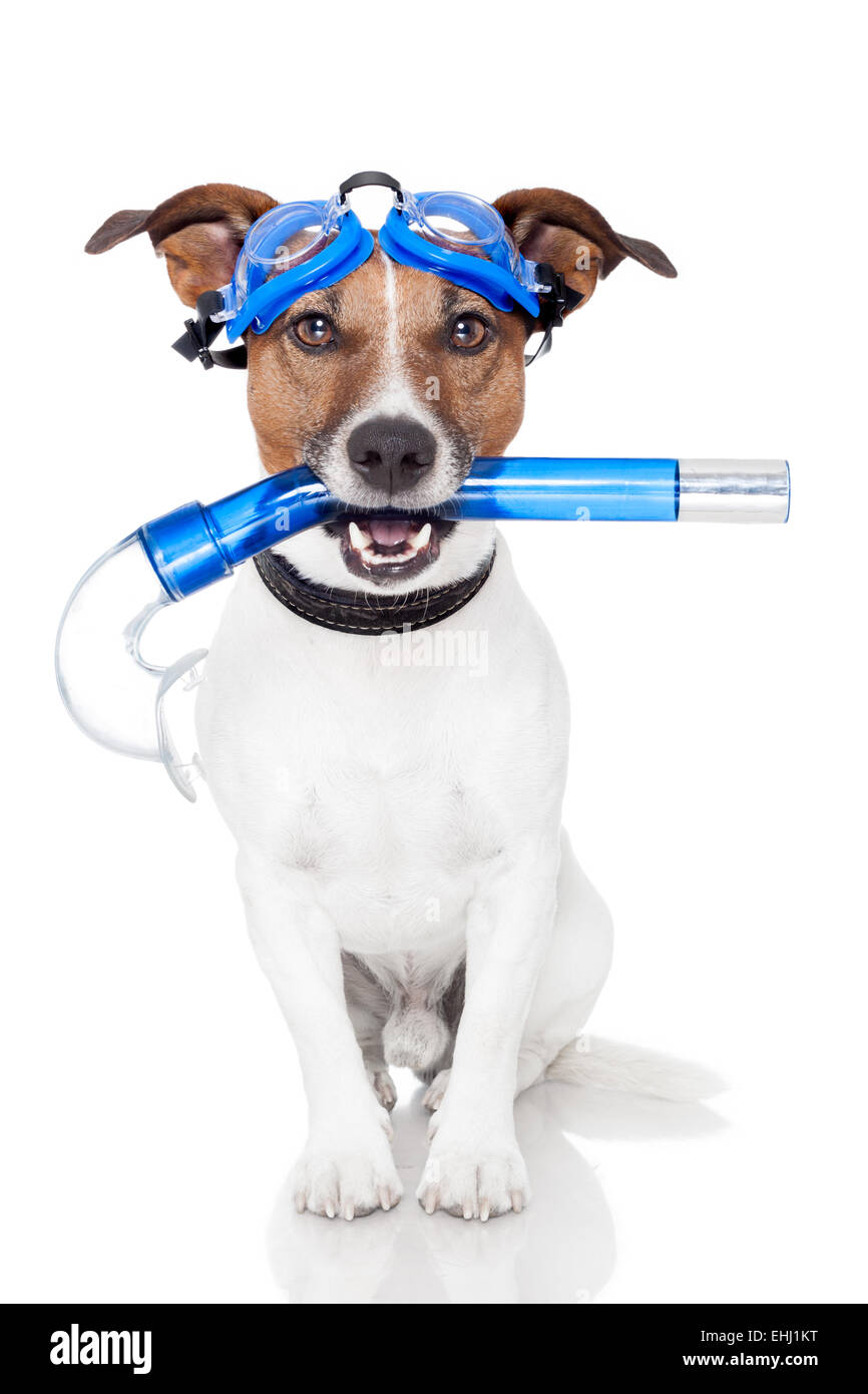 dog with snorkel Stock Photo Alamy