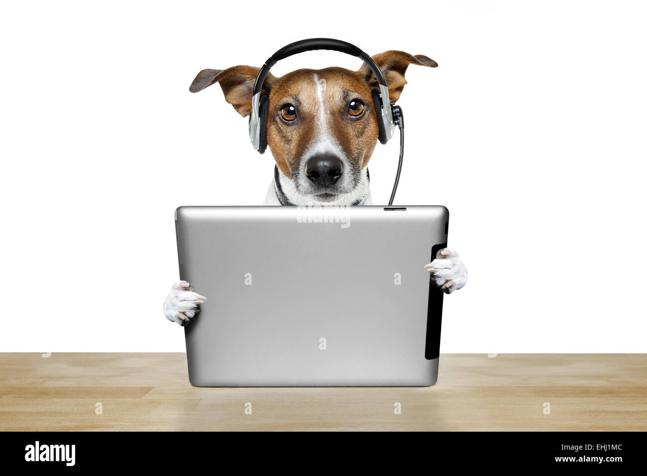 Dog Computer Screen Stock Photos Dog Computer Screen Stock
