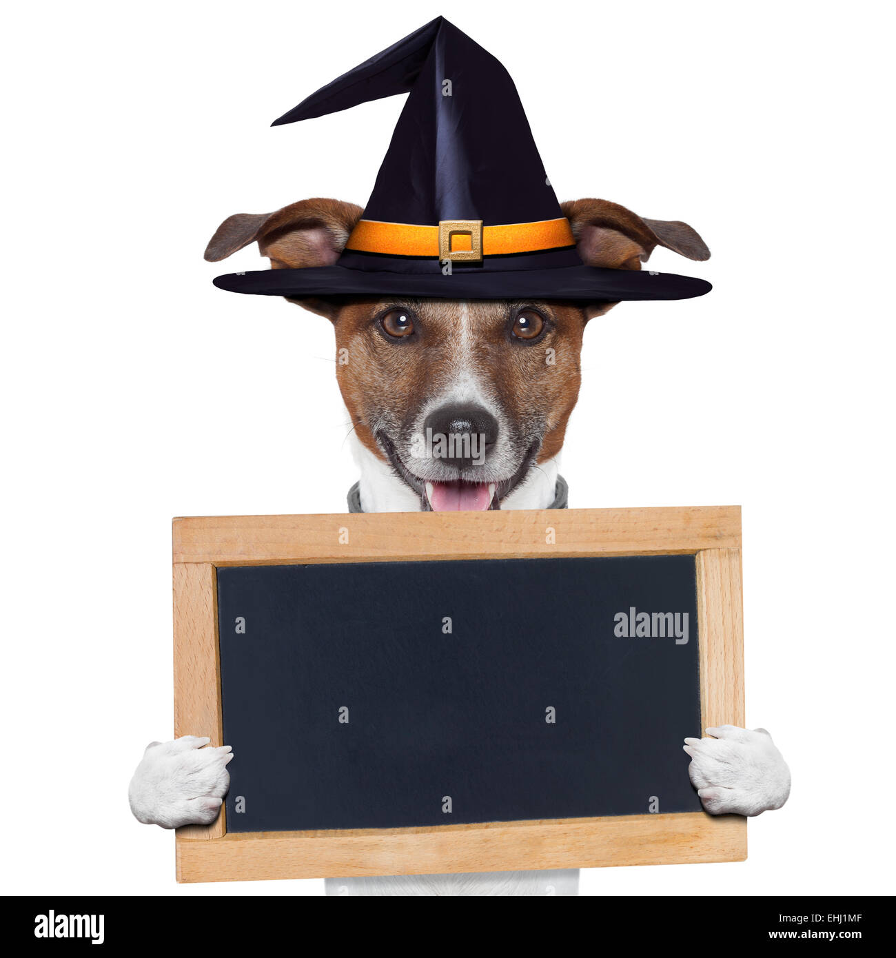 halloween placeholder banner dog Stock Photo