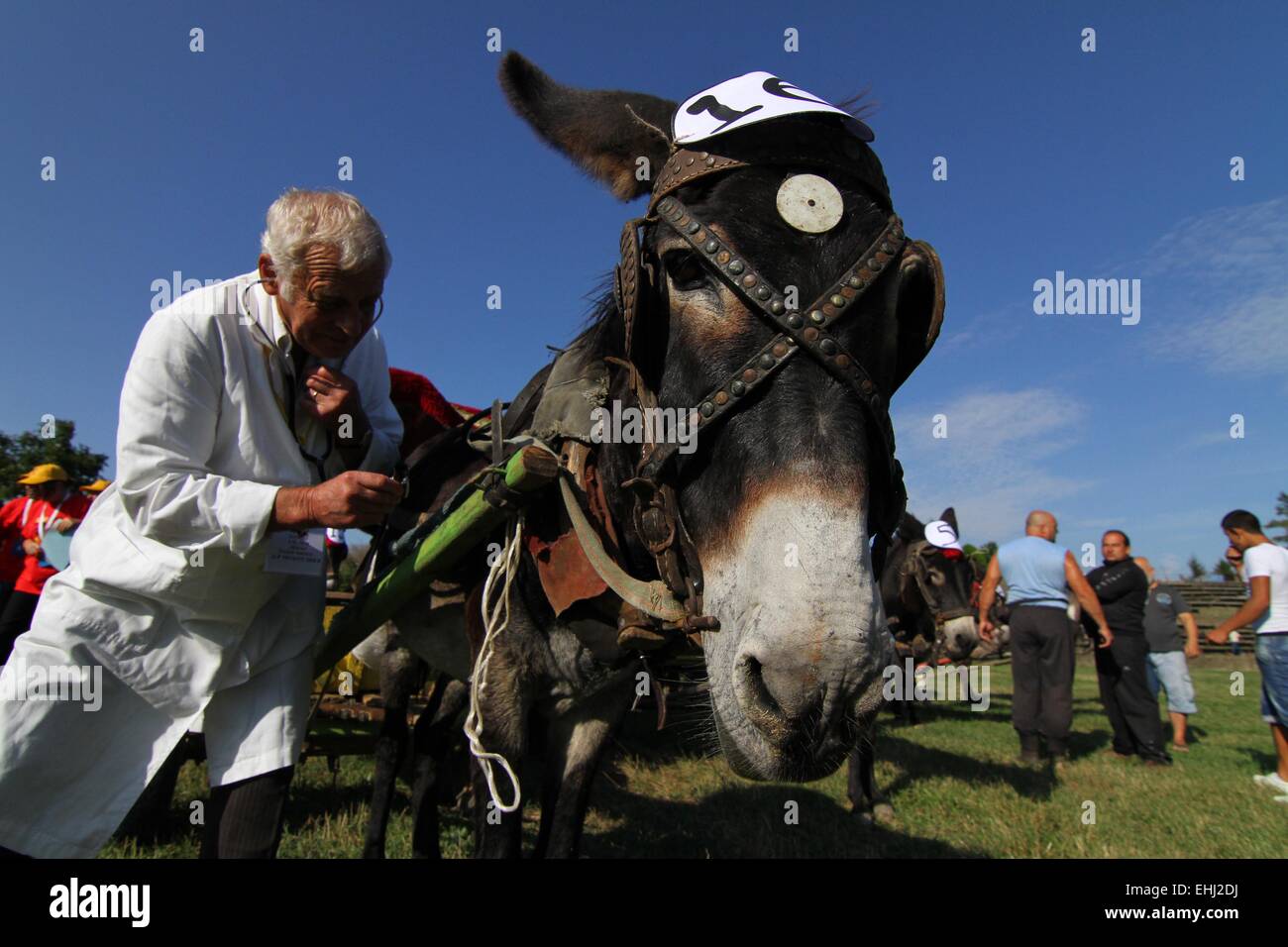 Competitors ride their donkey carts during a race competition in the ...