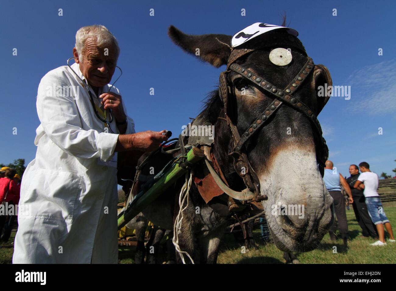 Donkey cart race hi-res stock photography and images - Alamy