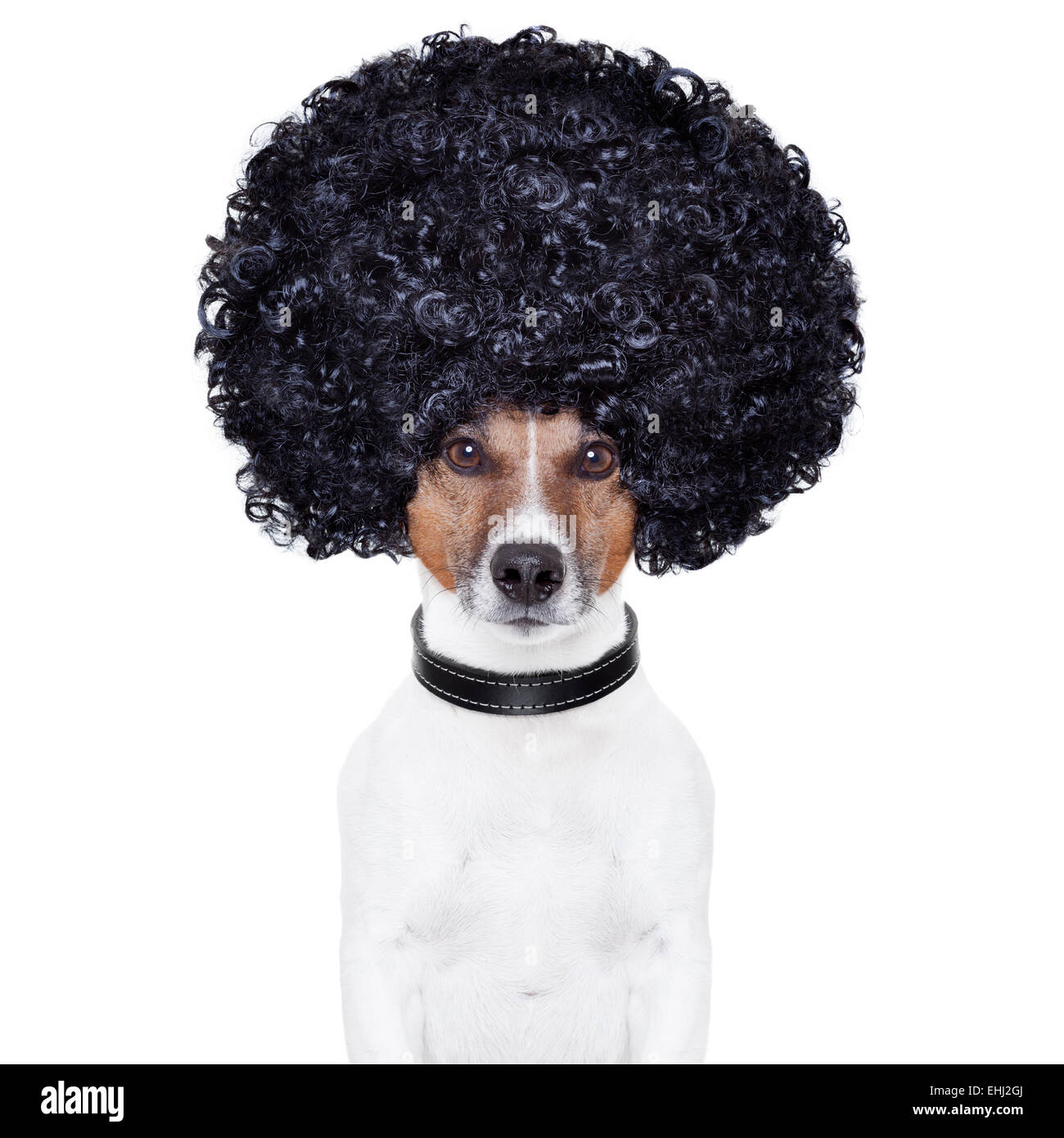 afro look hair dog funny Stock Photo