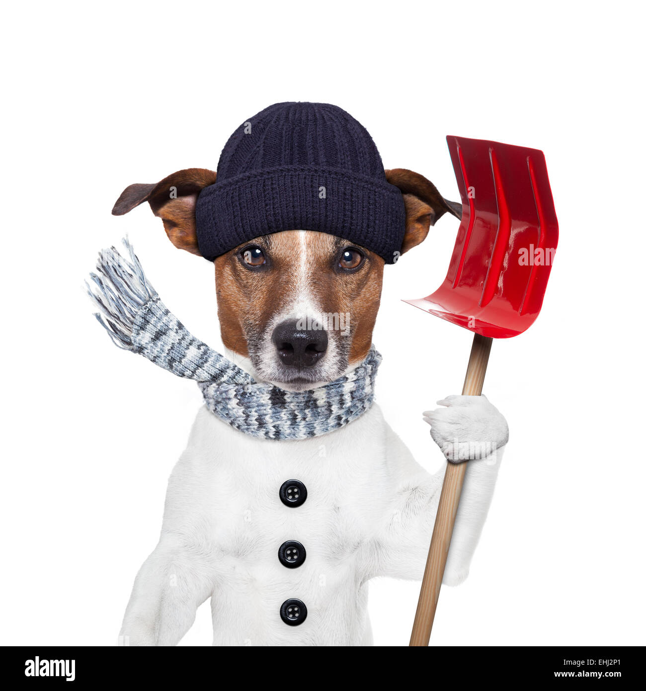 winter dog shovel snow Stock Photo Alamy